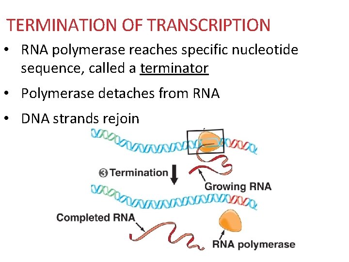 TERMINATION OF TRANSCRIPTION • RNA polymerase reaches specific nucleotide sequence, called a terminator •