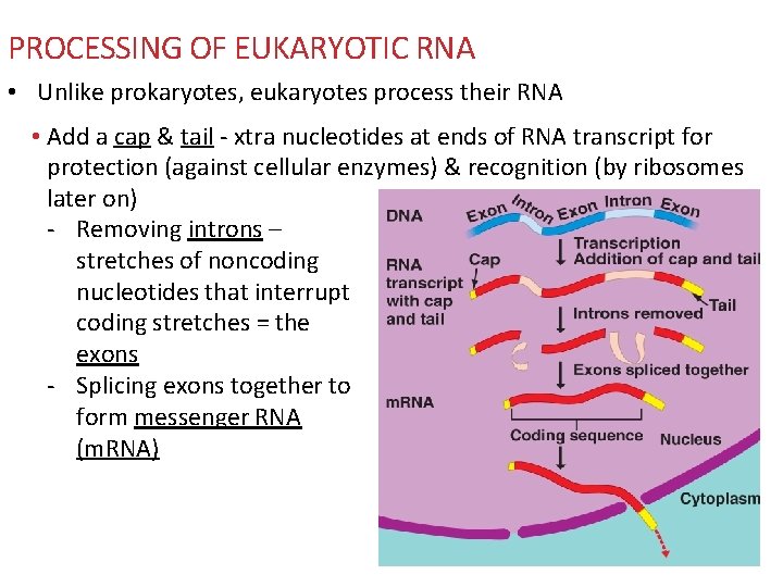PROCESSING OF EUKARYOTIC RNA • Unlike prokaryotes, eukaryotes process their RNA • Add a