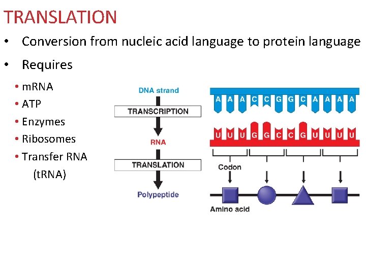 TRANSLATION • Conversion from nucleic acid language to protein language • Requires • m.