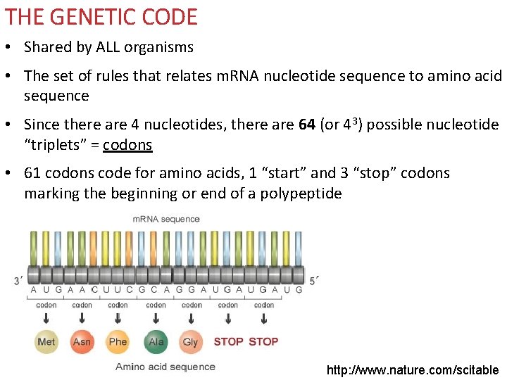 THE GENETIC CODE • Shared by ALL organisms • The set of rules that