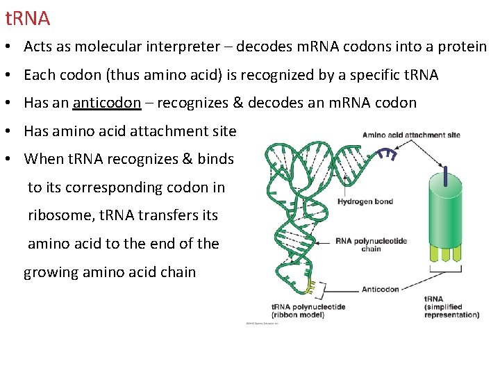 t. RNA • Acts as molecular interpreter – decodes m. RNA codons into a