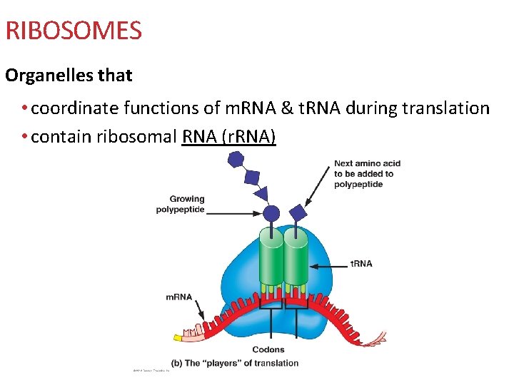 RIBOSOMES Organelles that • coordinate functions of m. RNA & t. RNA during translation