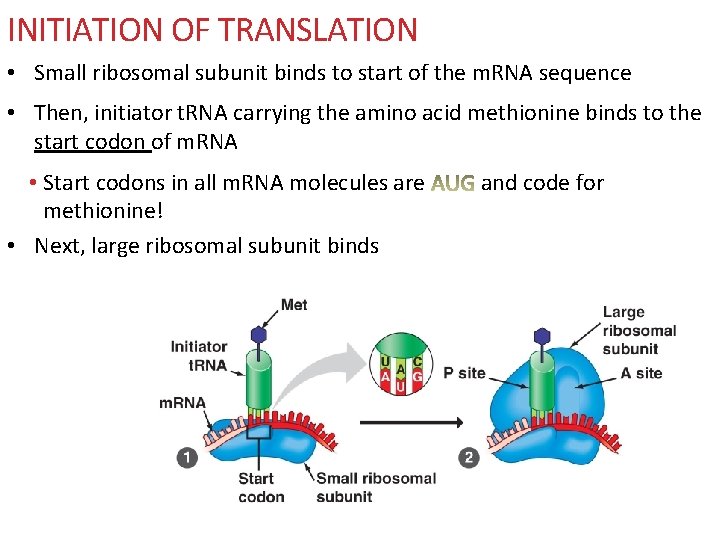 INITIATION OF TRANSLATION • Small ribosomal subunit binds to start of the m. RNA