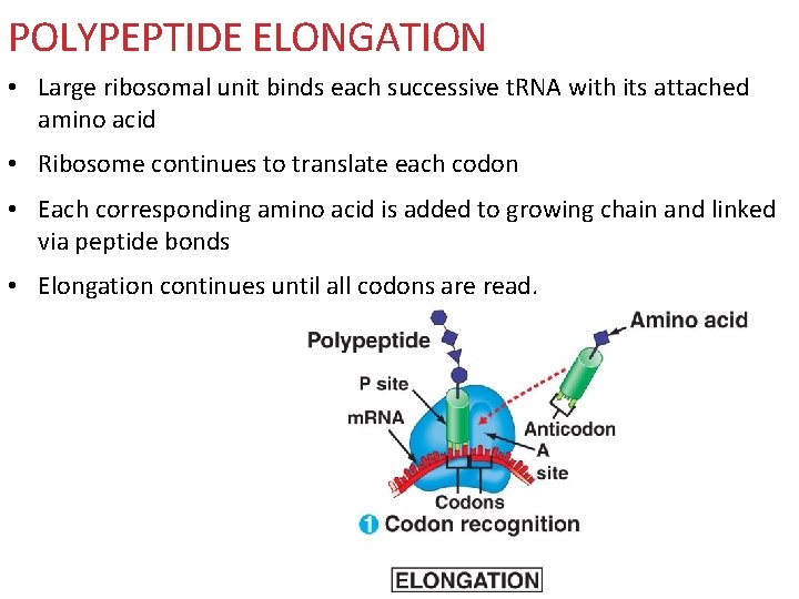 POLYPEPTIDE ELONGATION • Large ribosomal unit binds each successive t. RNA with its attached