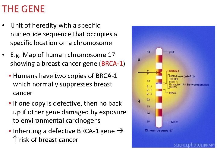 THE GENE • Unit of heredity with a specific nucleotide sequence that occupies a