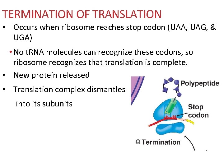 TERMINATION OF TRANSLATION • Occurs when ribosome reaches stop codon (UAA, UAG, & UGA)