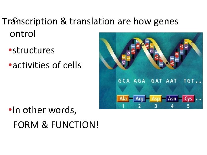 c Transcription & translation are how genes ontrol • structures • activities of cells