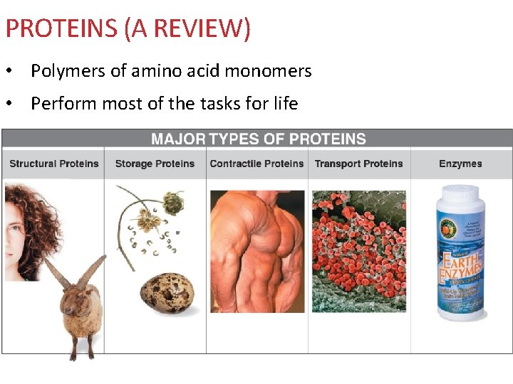 PROTEINS (A REVIEW) • Polymers of amino acid monomers • Perform most of the