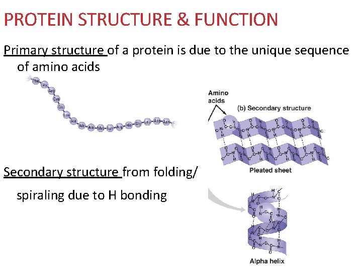 PROTEIN STRUCTURE & FUNCTION Primary structure of a protein is due to the unique