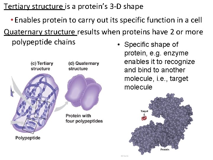 Tertiary structure is a protein’s 3 -D shape • Enables protein to carry out