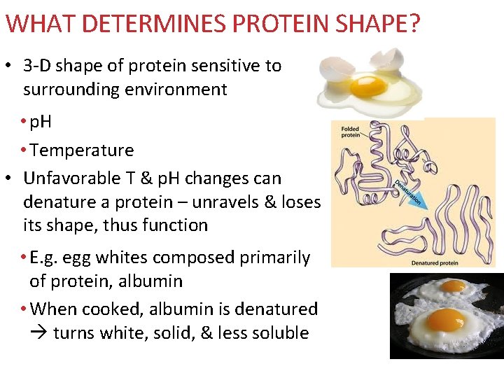 WHAT DETERMINES PROTEIN SHAPE? • 3 -D shape of protein sensitive to surrounding environment