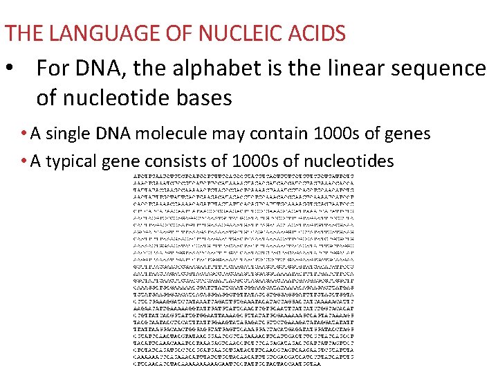 THE LANGUAGE OF NUCLEIC ACIDS • For DNA, the alphabet is the linear sequence