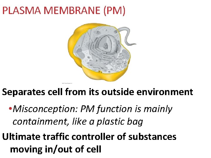 PLASMA MEMBRANE (PM) Separates cell from its outside environment • Misconception: PM function is