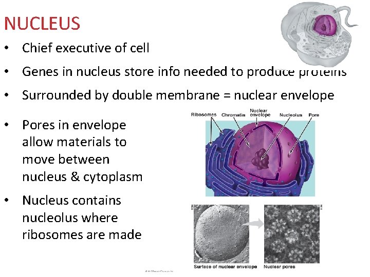 NUCLEUS • Chief executive of cell • Genes in nucleus store info needed to