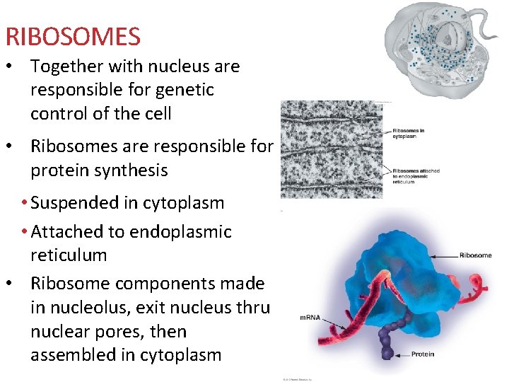 RIBOSOMES • Together with nucleus are responsible for genetic control of the cell •