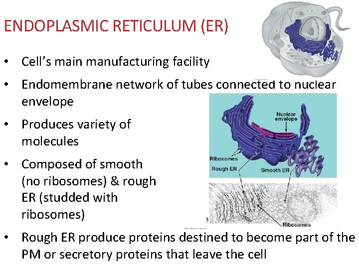 ENDOPLASMIC RETICULUM (ER) • Cell’s main manufacturing facility • Endomembrane network of tubes connected