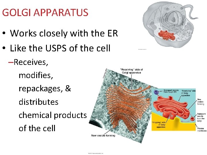 GOLGI APPARATUS • Works closely with the ER • Like the USPS of the