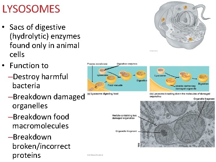 LYSOSOMES • Sacs of digestive (hydrolytic) enzymes found only in animal cells • Function