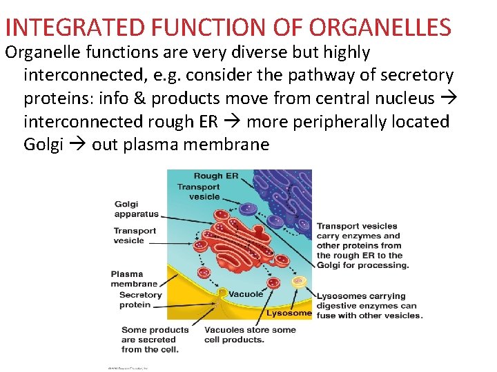 INTEGRATED FUNCTION OF ORGANELLES Organelle functions are very diverse but highly interconnected, e. g.