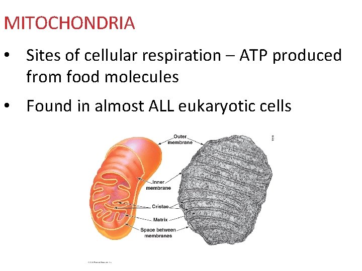 MITOCHONDRIA • Sites of cellular respiration – ATP produced from food molecules • Found