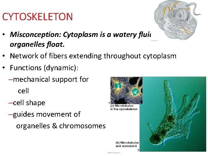 CYTOSKELETON • Misconception: Cytoplasm is a watery fluid in which organelles float. • Network