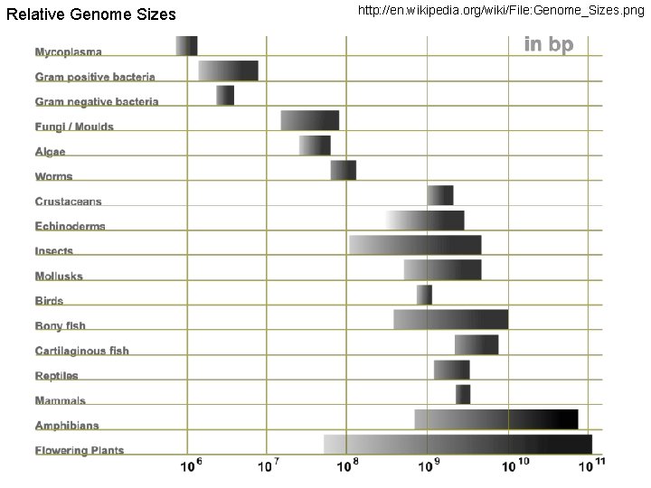 Relative Genome Sizes http: //en. wikipedia. org/wiki/File: Genome_Sizes. png 