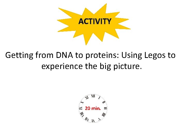 ACTIVITY Getting from DNA to proteins: Using Legos to experience the big picture. 20