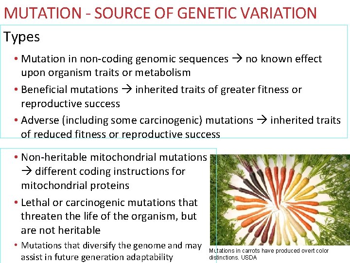 MUTATION - SOURCE OF GENETIC VARIATION Types • Mutation in non-coding genomic sequences no