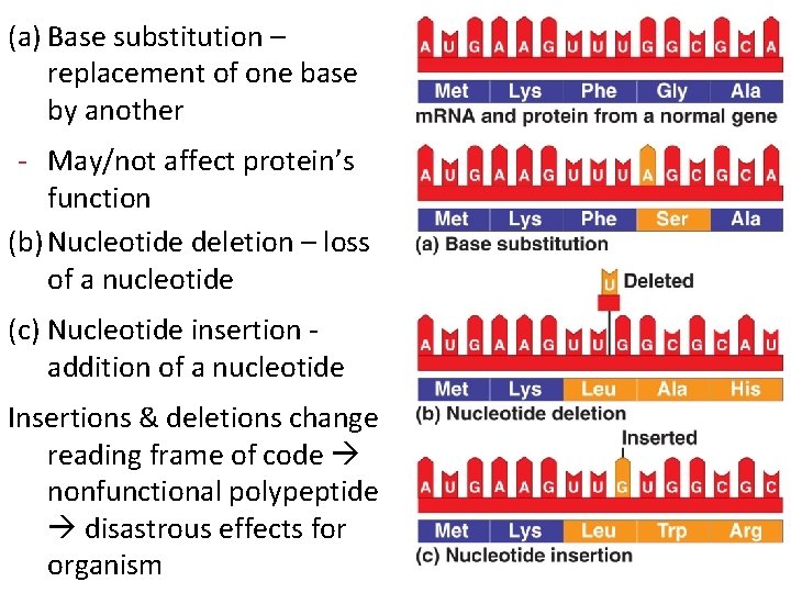 (a) Base substitution – replacement of one base by another - May/not affect protein’s