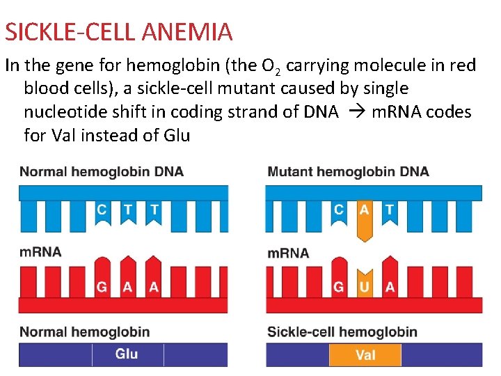 SICKLE-CELL ANEMIA In the gene for hemoglobin (the O 2 carrying molecule in red