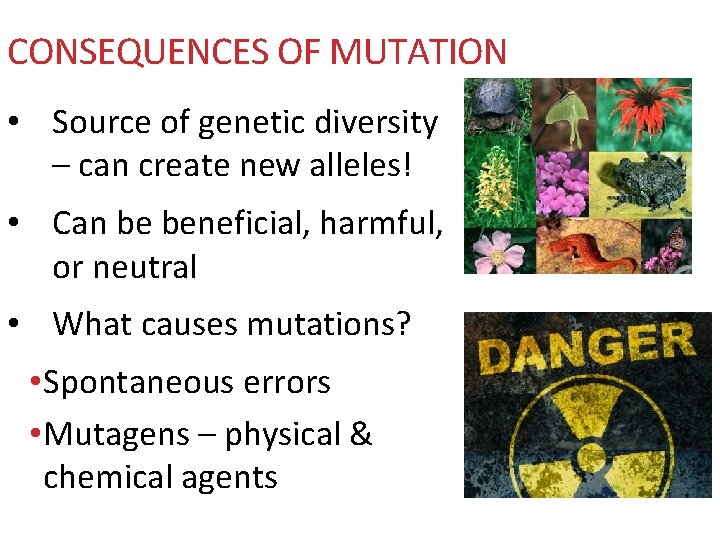 CONSEQUENCES OF MUTATION • Source of genetic diversity – can create new alleles! •