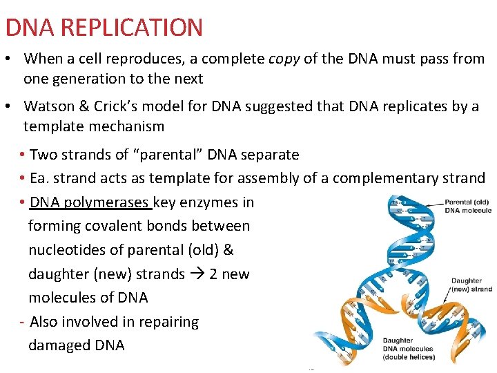 DNA REPLICATION • When a cell reproduces, a complete copy of the DNA must