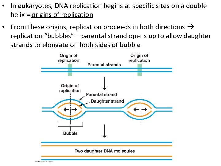  • In eukaryotes, DNA replication begins at specific sites on a double helix