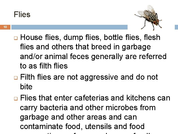Flies 10 House flies, dump flies, bottle flies, flesh flies and others that breed