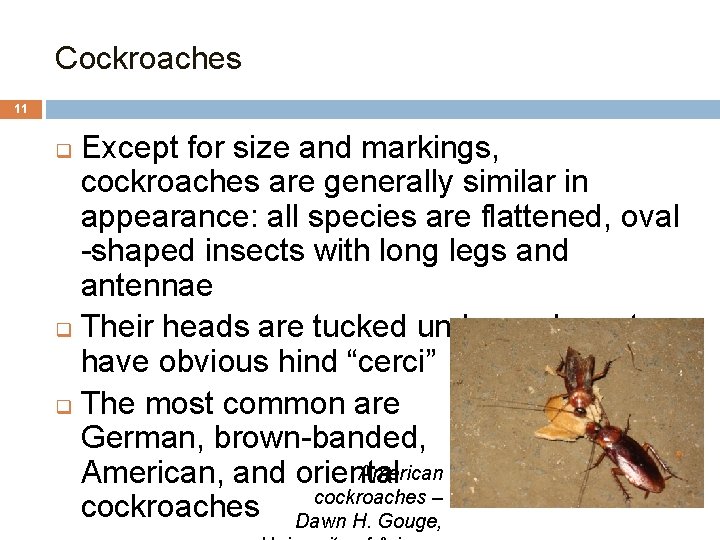 Cockroaches 11 Except for size and markings, cockroaches are generally similar in appearance: all