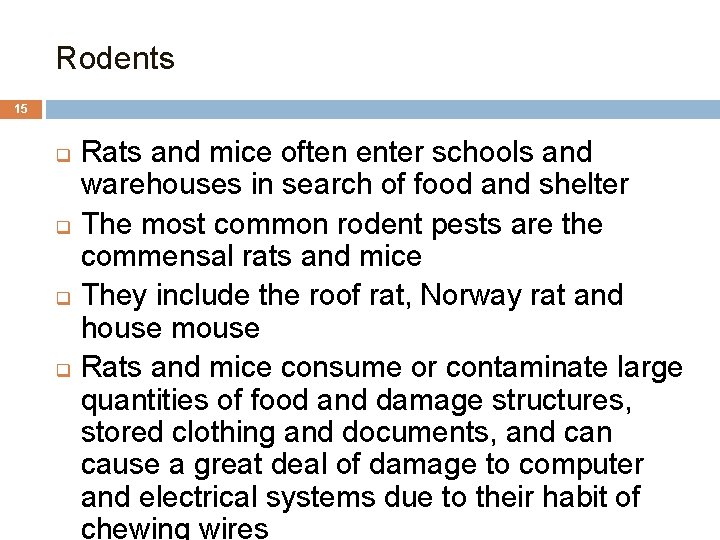 Rodents 15 Rats and mice often enter schools and warehouses in search of food
