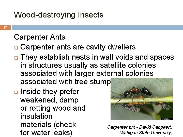 Wood-destroying Insects 17 Carpenter Ants q Carpenter ants are cavity dwellers q They establish