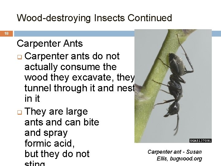 Wood-destroying Insects Continued 18 Carpenter Ants q Carpenter ants do not actually consume the