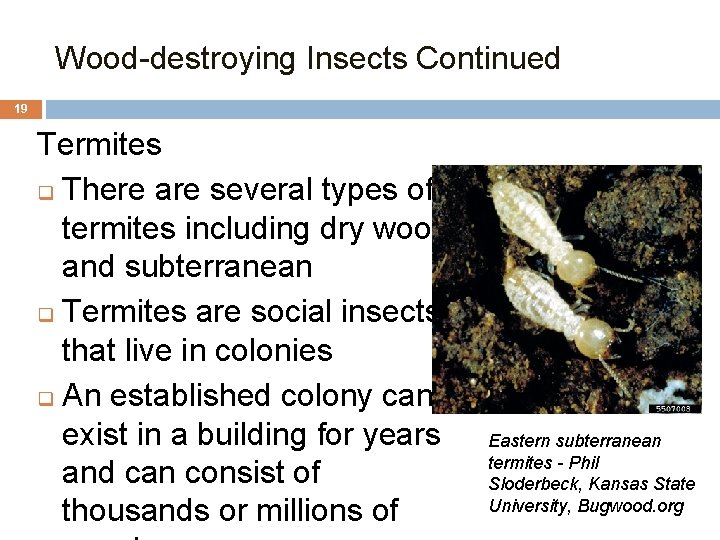 Wood-destroying Insects Continued 19 Termites q There are several types of termites including dry