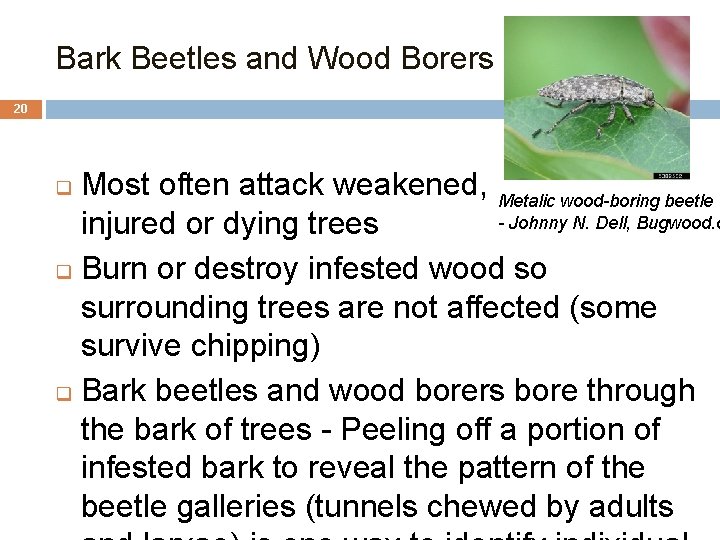 Bark Beetles and Wood Borers 20 Most often attack weakened, Metalic wood-boring beetle -