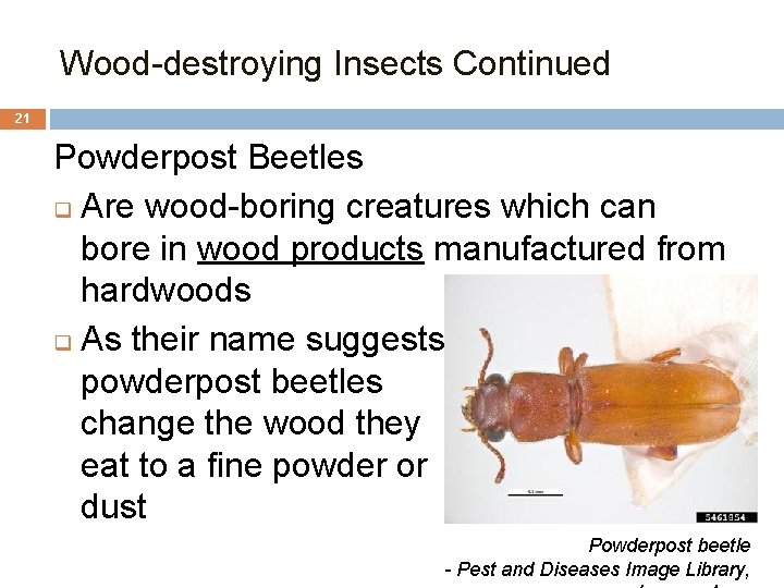 Wood-destroying Insects Continued 21 Powderpost Beetles q Are wood-boring creatures which can bore in