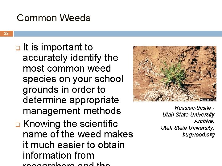 Common Weeds 22 It is important to accurately identify the most common weed species