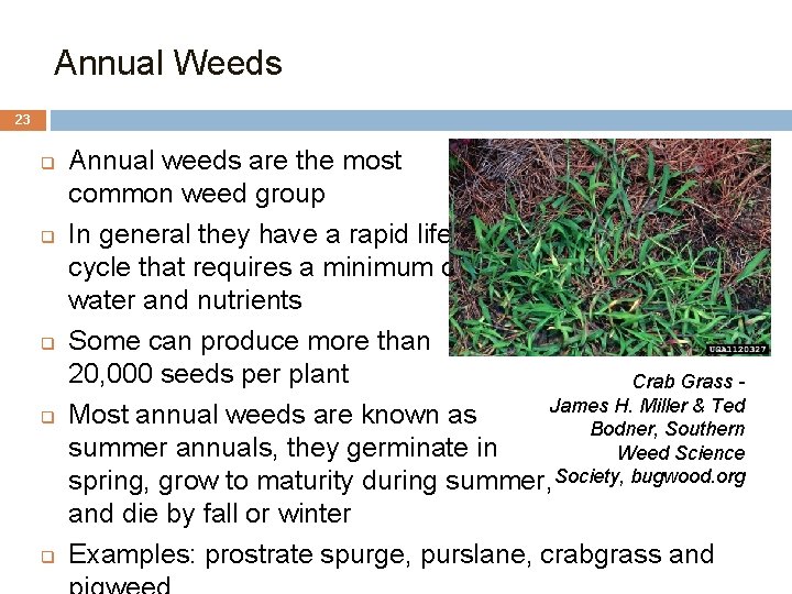 Annual Weeds 23 q q q Annual weeds are the most common weed group Annual Weeds 23 q q q Annual weeds are the most common weed group