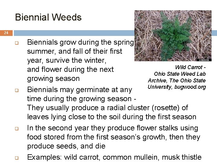 Biennial Weeds 24 q q Biennials grow during the spring, summer, and fall of