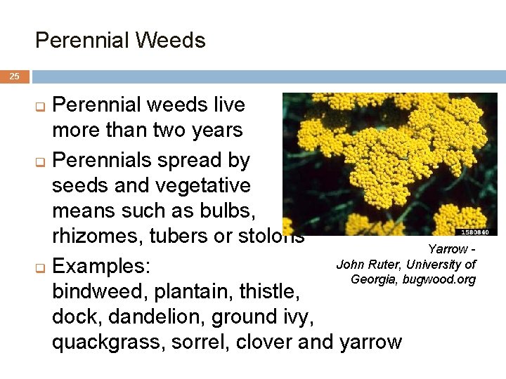 3. Perennial Weeds 25 Perennial weeds live more than two years q Perennials spread