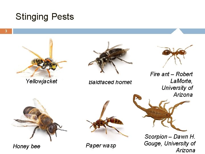 Stinging Pests 3 Yellowjacket Honey bee Baldfaced hornet Paper wasp Fire ant – Robert