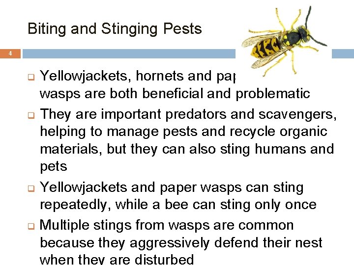 Biting and Stinging Pests 4 q q Yellowjackets, hornets and paper wasps are both