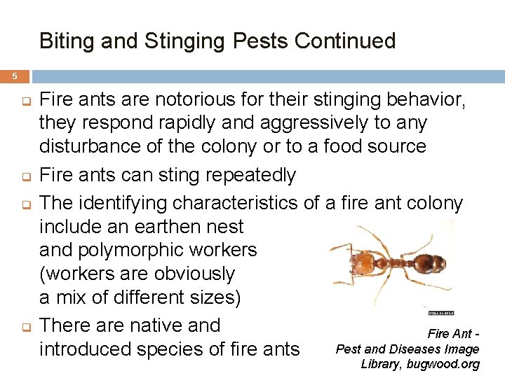 Biting and Stinging Pests Continued 5 q q Fire ants are notorious for their