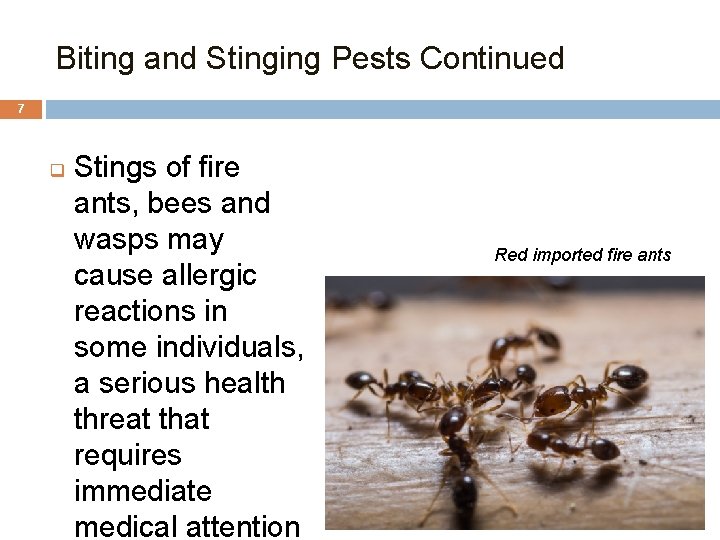 Biting and Stinging Pests Continued 7 q Stings of fire ants, bees and wasps