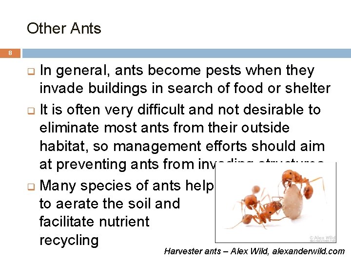 Other Ants 8 In general, ants become pests when they invade buildings in search